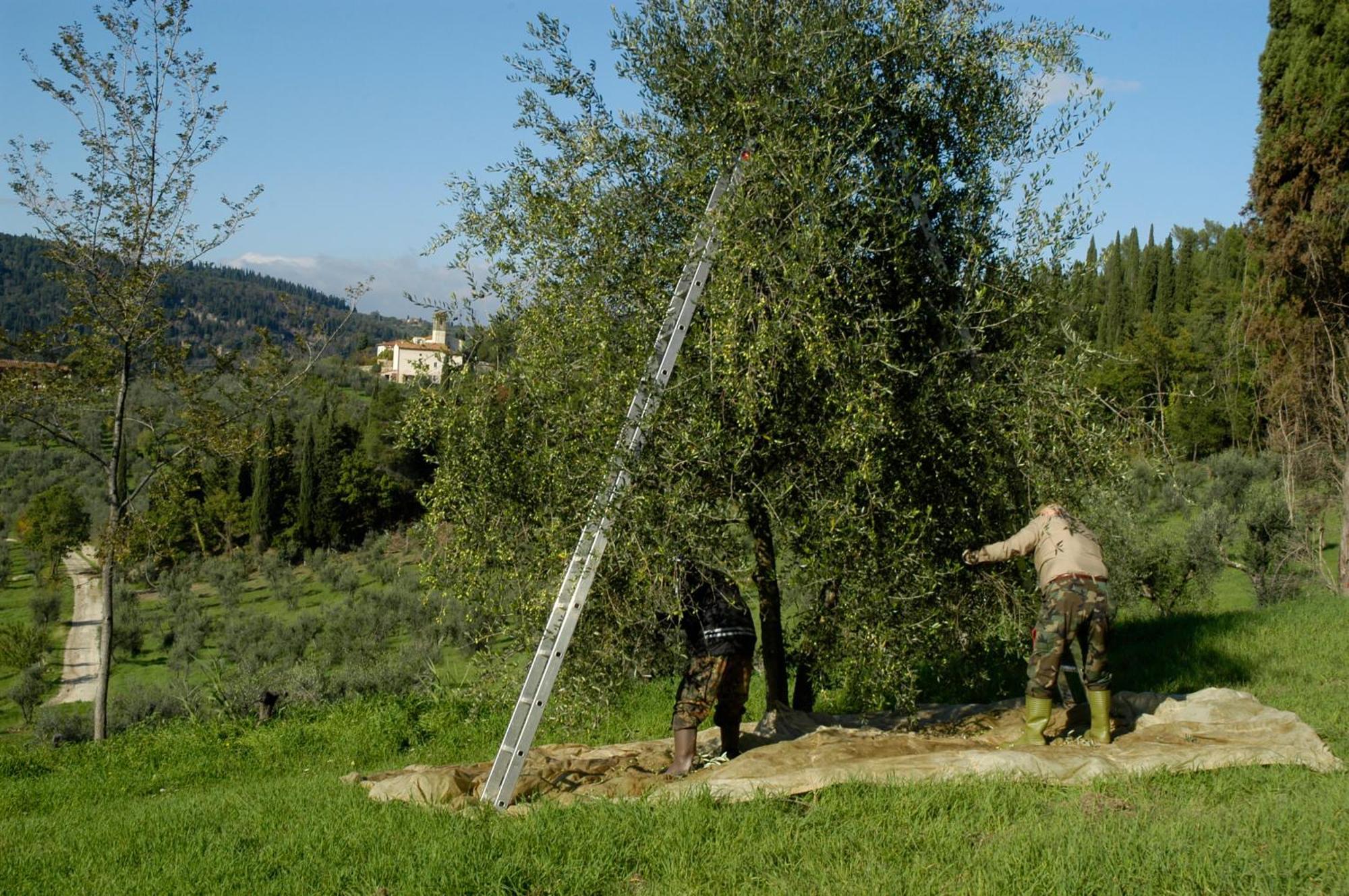 Fattoria Di Maiano Pensionat Fiesole Eksteriør billede