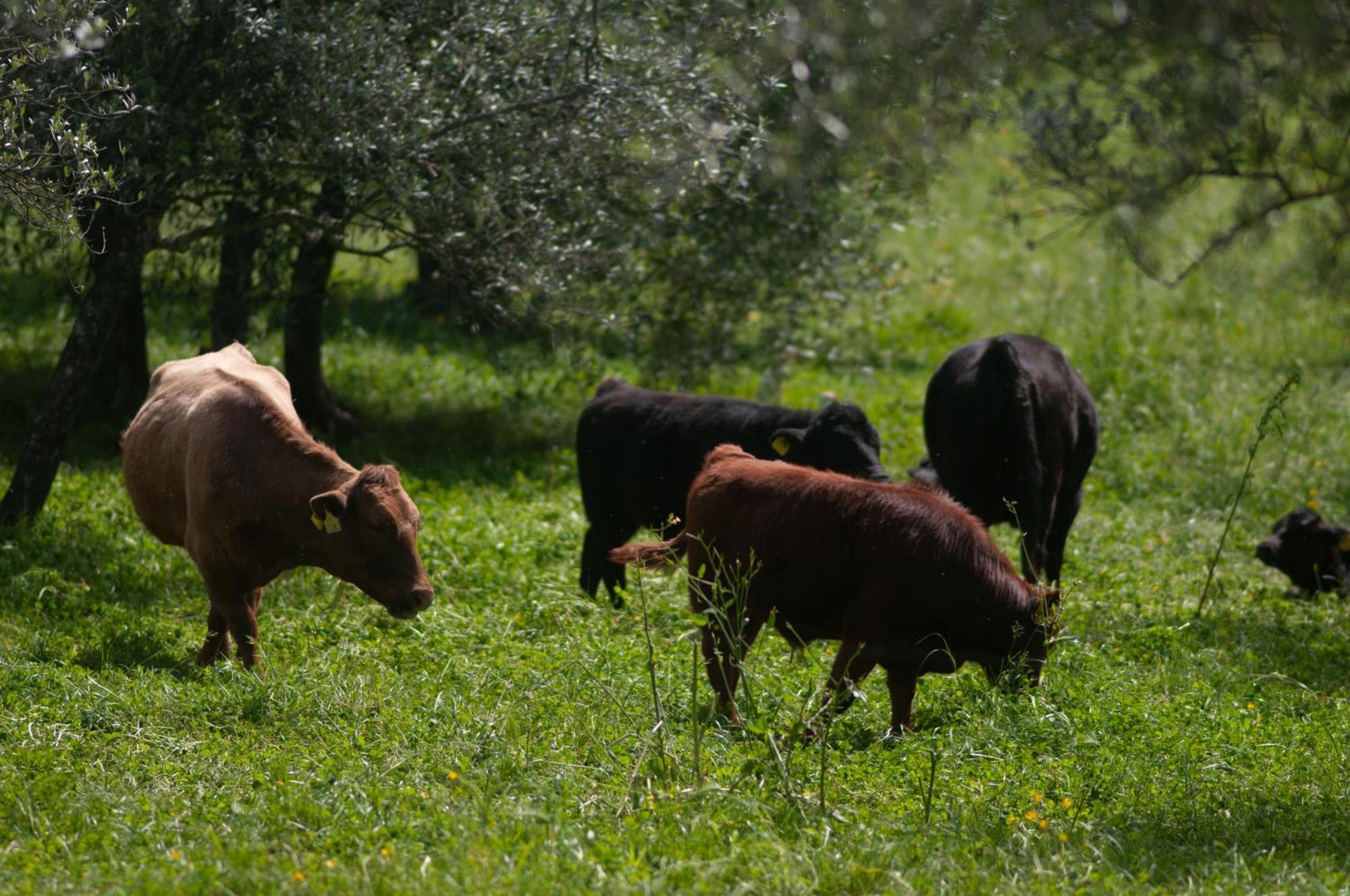 Fattoria Di Maiano Pensionat Fiesole Eksteriør billede